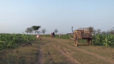 wooden cart maintained horizontally on the rural path through tobacco fields