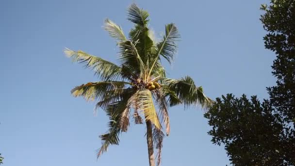 Bottom view of a coconut tree blowing in the wind against clear sky — Stock Video