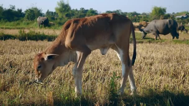 Bruin kalf en waterbuffels in de achtergrond die grazen in een veld — Stockvideo