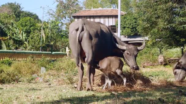 Wasserbüffelkalb saugt Milch von seiner Büffelmutter, die auf einem Feld weidet — Stockvideo