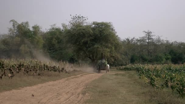 Melihat kembali seorang petani mengendarai gerobak sapi yang membawa daun tembakau yang dipanen di jalan tanah berdebu melalui ladang tembakau — Stok Video