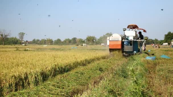 Combiner la récolte de riz et la volée d'oiseaux survolant — Video
