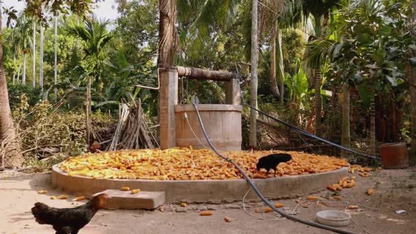 Poultry pecking for corn kernels from corn cobs laid around a water well inside a farmyard — Stock Video