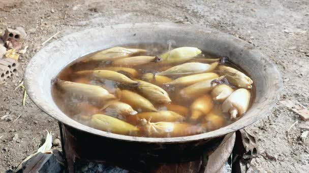 Corn cobs boiling into a large pot over the open fire — Stock Video