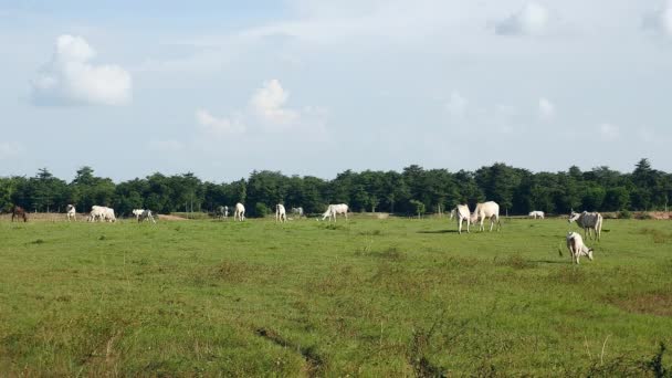 Mandria di vacche al pascolo in un campo verde — Video Stock