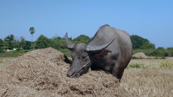 Close-up em um búfalo de água comendo de uma pilha de feno em um campo — Vídeo de Stock