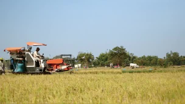 수확 하는 쌀 작물 및 비행 새의 무리를 결합 — 비디오