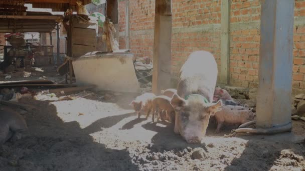 Sow lying down on her side and piglets suckling from her teats — Stock Video