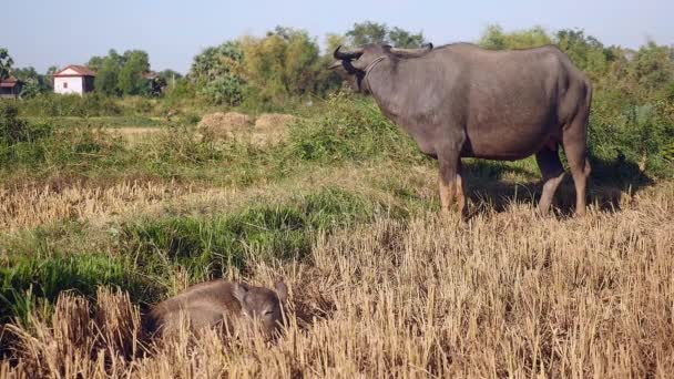 Waterbuffel komen aan kalf liggend in een veld — Stockvideo