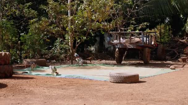 Poultry pecking for rice seeds laid on a ground tarp next to a cart — Stock Video