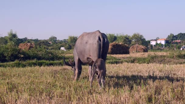 Water buffalo tied up with ripe grazing in a field and calf lying down next to it — Stock Video