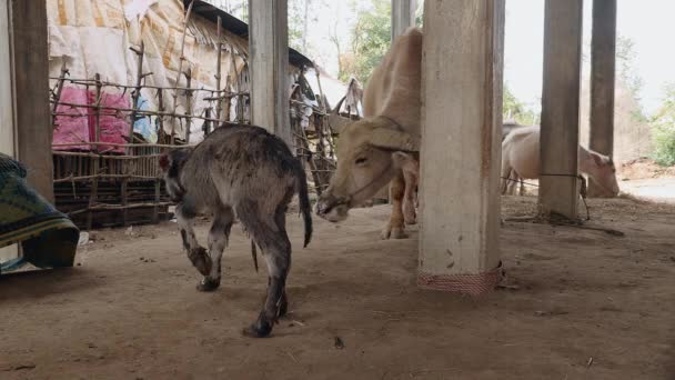 Buffalo calf standing on its feet for the first time inside a barn next to his mother tied up with rope — Stock Video