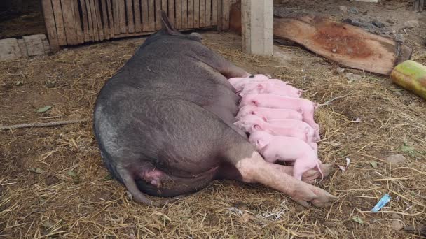Свиньи, сосущие из свиных сосков — стоковое видео