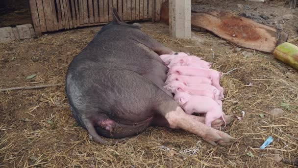 Piglets suckling from sow's teats — Stock Video