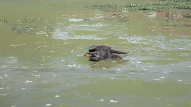 Buffle d'eau prenant un bain dans un étang 