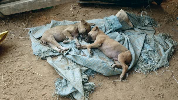 Закрыть пару щенков, спящих на брезенте — стоковое видео