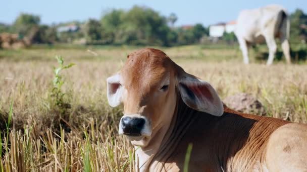 Gros plan sur le visage d'un veau brun dans un champ — Video