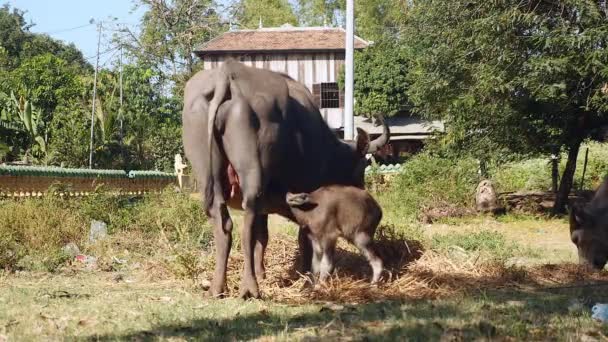 水牛の子牛フィールド放牧彼の母のバッファローからのミルクを吸う — ストック動画