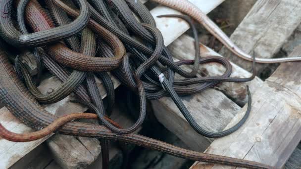 Мертвые змеи захвачены и перевезены на лодке (крупным планом  ) — стоковое видео