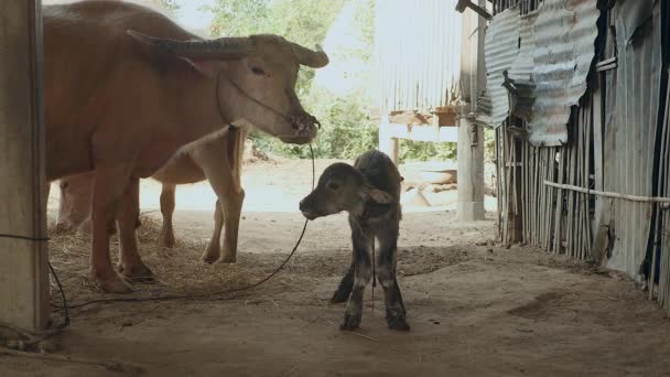 Buffalo calf standing on its feet for the first time inside a barn next to his mother buffalo tied up with rope eating grass — Stock Video