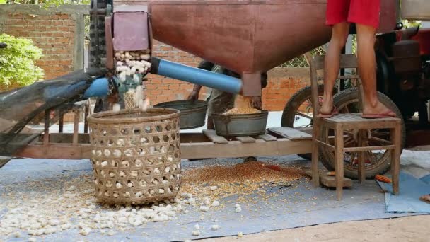 Agricultores que utilizan una máquina desgranadora de maíz para eliminar granos de maíz de las mazorcas — Vídeos de Stock