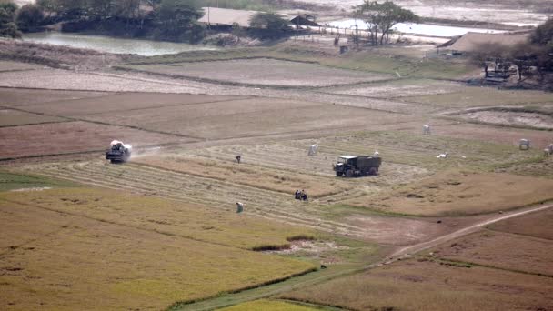 Vista superior dos campos de arroz e colheitadeira em uso — Vídeo de Stock