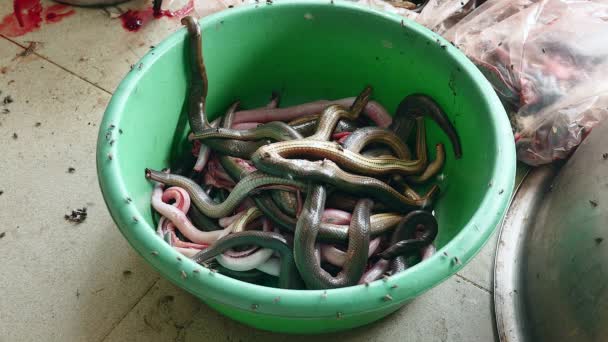 Serpientes capturadas y agrupadas en un cubo de plástico y vuela por todas partes — Vídeos de Stock