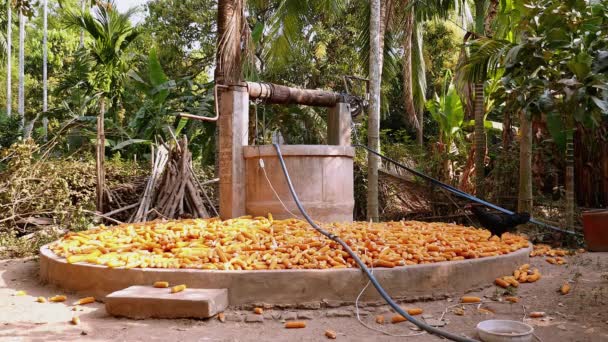 Geflügel pickt Maiskörner aus Maiskolben, die um einen Brunnen in einem Bauernhof gelegt werden — Stockvideo