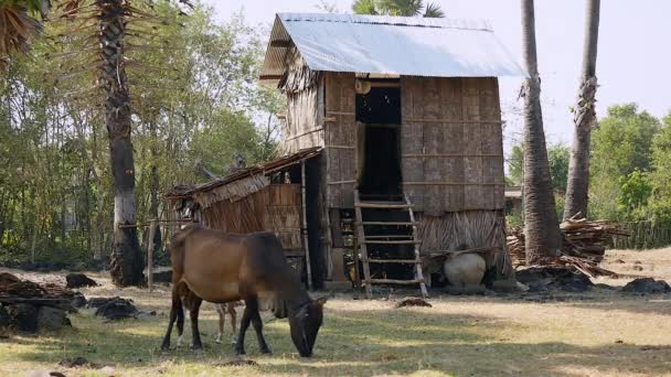 Vaca de color marrón oscuro atada con cuerda antes del pastoreo en un corral — Vídeos de Stock