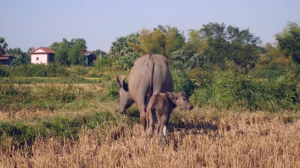 Bufalo d'acqua legato con pascolo maturo in un campo e vitello sdraiato accanto ad esso — Video Stock