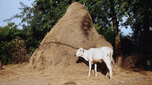 Vaca amarrada com corda em um quintal comendo feno de um palheiro alto — Vídeo de Stock