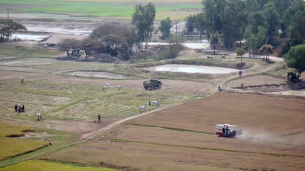 Bovenste zicht op rijstvelden en combineren oogsten; Truck rijden buiten het veld met rijst — Stockvideo