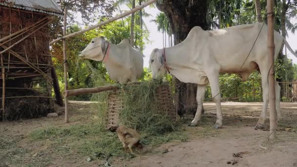 Cows tied up with rope in a farmyard and eating grass hay of a bamboo basket — Stock Video