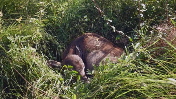 Close up on a buffalo calf sleeping in the grass — Stock Video