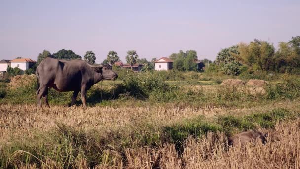 Водяной буйвол подходит к теленку, лежащему в поле — стоковое видео
