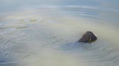 Su bufalosu nehir Banyo zamanı sırasında yakın çekim