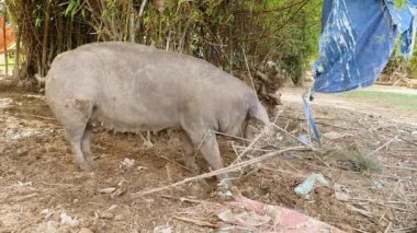 Pembe ve gri domuzlar yiyecek bulmak