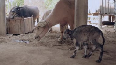  onun anne bufalo kokulu yanındaki bir ahırda ilk kez ayakta ve onun için bakım buzağı buffalo 