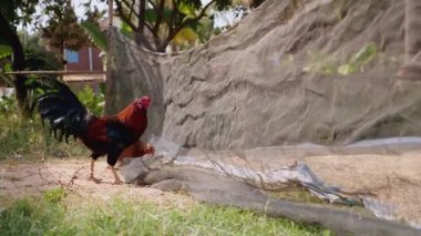 Horoz ve tavuk pirinç tohumu bir net üzerinden için cüce için yakın çekim
