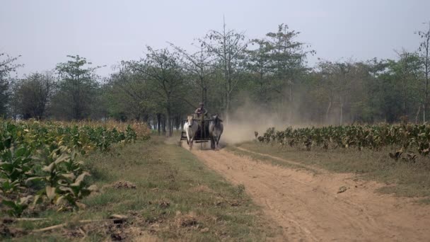 Agricultor dirigindo um carro-boi transportando folhas de tabaco colhidas em um caminho de terra empoeirada através de campos de tabaco — Vídeo de Stock