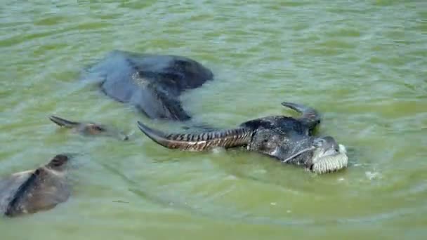 Close-up on water buffaloes in river during bath time — Stok Video