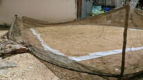 Panning shot to sun drying of rice seeds spread on the ground and covered with net fence wire — Stock Video