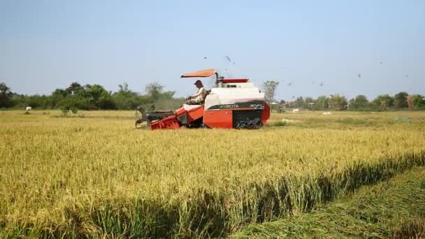 Объединить сбор урожая риса и стаю птиц, пролетающих над ним — стоковое видео