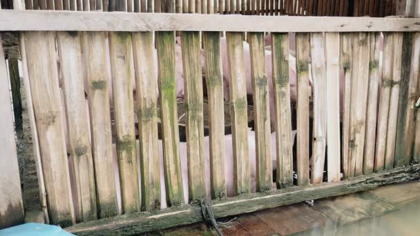 Schweine watet in einem Stall in die Fluten — Stockvideo