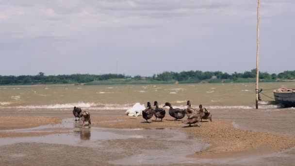 Raft de patos na margem do rio em um dia ventoso — Vídeo de Stock