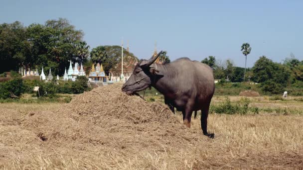 Water buffels eten uit een stapel hooi in een veld — Stockvideo