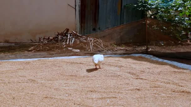 Pollo picoteando semillas de arroz puestas en una lona molida y huye — Vídeo de stock