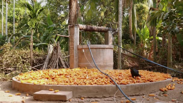 Pluimvee pikken voor maïs pitten uit maïs Cobs gelegd rond water goed — Stockvideo