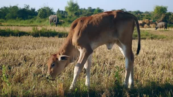 Veau brun et buffles d'eau en arrière-plan pâturage dans un champ 