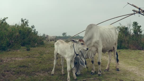 Vaca pastando con su ternero en un campo — Vídeos de Stock